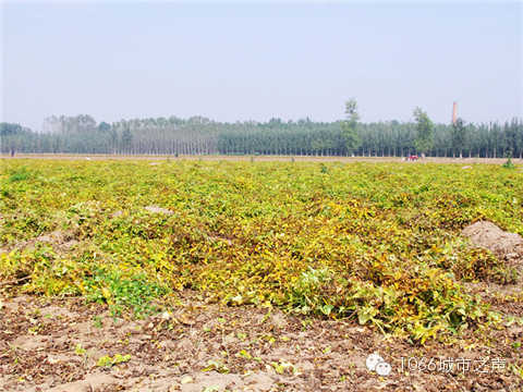 一望無際的山藥基地。據(jù)說，一季山藥后，土地需要五年才能恢復(fù)。
