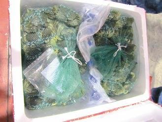  大陸進口大閘蟹被檢出禁用的動物用藥，已全數(shù)銷毀。 圖片來源：臺灣《聯(lián)合報》