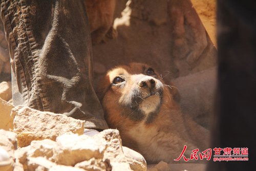 探出頭的小黃狗期待地看著救他的人。王生元/攝