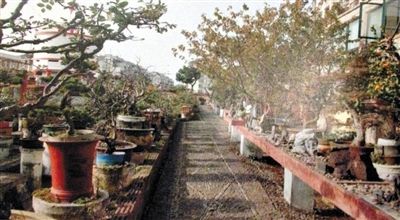 劉光嘉出示博物館內(nèi)部圖片中，擺放著各種盆景。