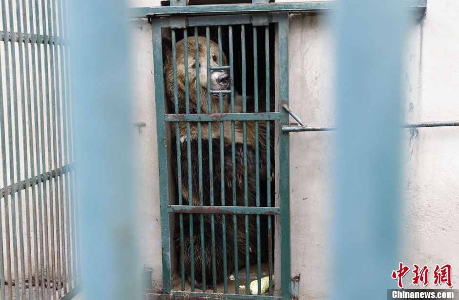 6月19日，河南鄭州，新密市動(dòng)物園咬死飼養(yǎng)員的肇事棕熊被暫押在鄭州動(dòng)物園內(nèi)，該熊“臥室”周圍被三重鋼