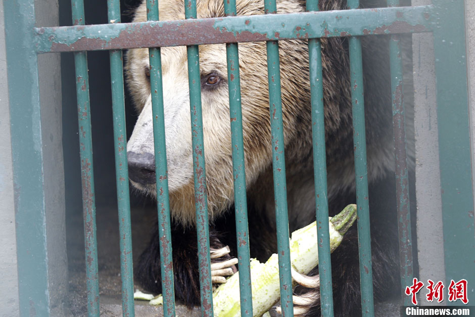 6月19日，河南鄭州，新密市動(dòng)物園咬死飼養(yǎng)員的肇事棕熊被暫押在鄭州動(dòng)物園內(nèi)，該熊“臥室”周圍被三重鋼