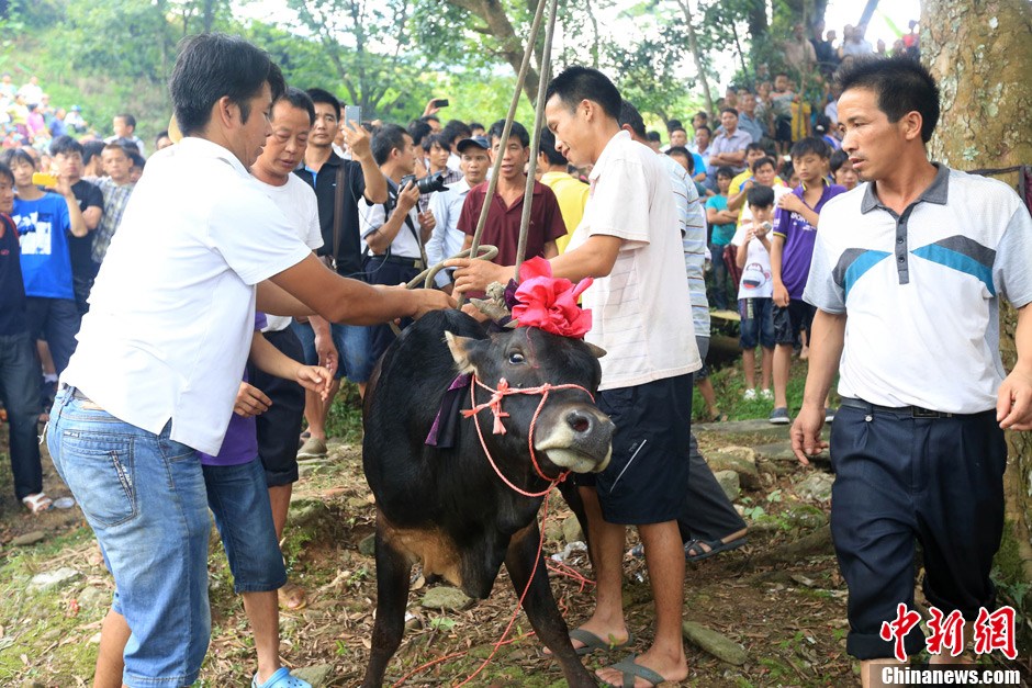 村民給黃牛套上繩索，準備進行儀式。 譚凱興 攝