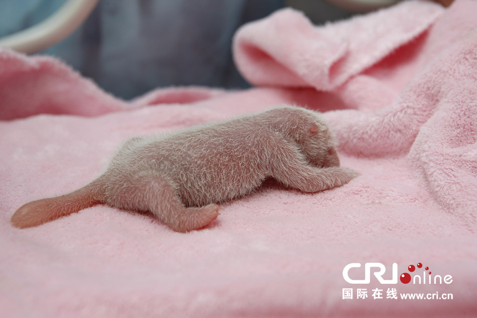 2013年7月11日，成都大熊貓繁育研究基地月亮產(chǎn)房，新生大熊貓寶寶在育嬰箱里憨態(tài)可掬。