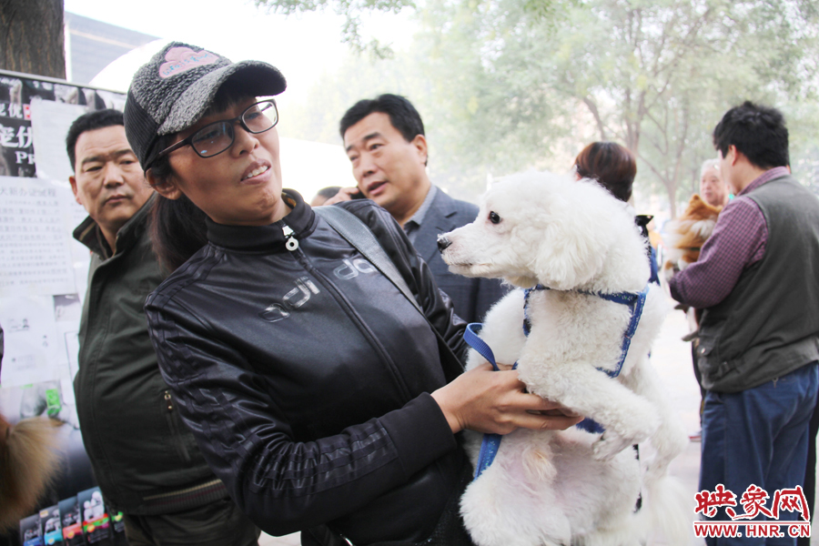 一只貴賓犬在賣萌。
