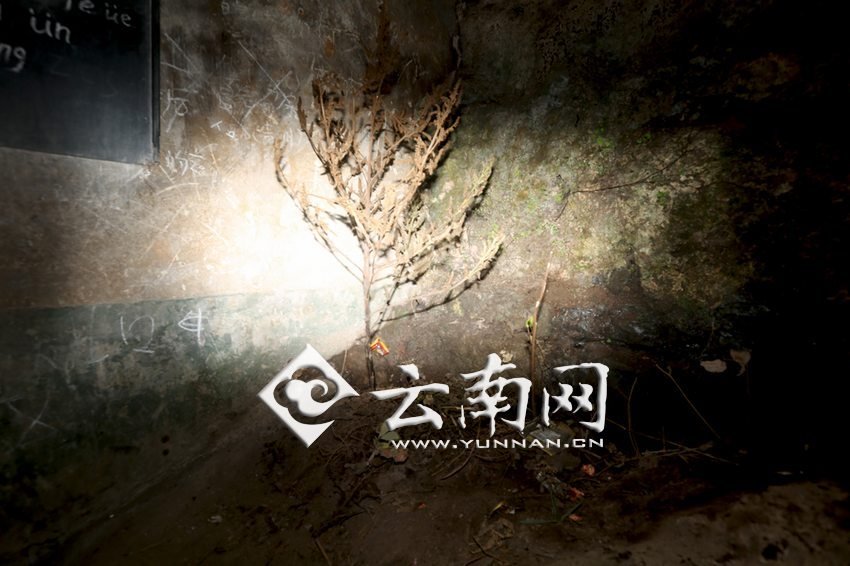 　教室里沒有燈，光線太暗，村民便種下了野蘇麻，希望教室有綠色，讓孩子們看到“希望”。 徐弘毅 攝