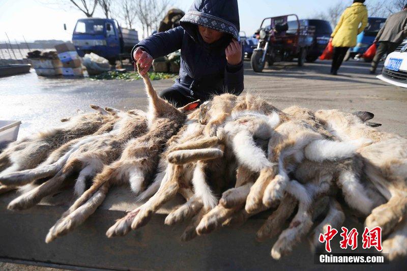 圖為12月14日，104國道靜海縣城附近，家養(yǎng)的大雁和野鴨被擺在一起售賣。田寶希 攝 圖片來源：CF
