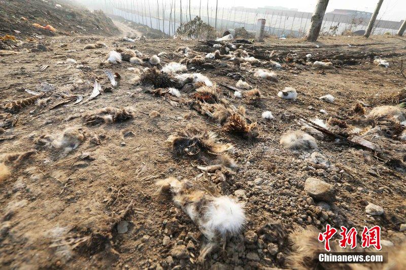 圖為12月1日，104國道靜?？h城附近，野兔的皮毛內(nèi)臟等殘留物散落一地，寒風(fēng)中飄著一股刺鼻的酸臭味。
