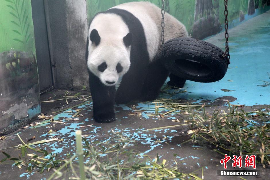 　3月17日，河南鄭州動(dòng)物園內(nèi)的大熊貓“龍昇”。