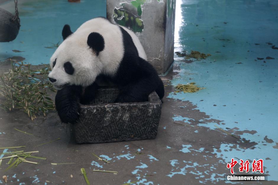 3月17日，河南鄭州動(dòng)物園內(nèi)的大熊貓“龍昇”。