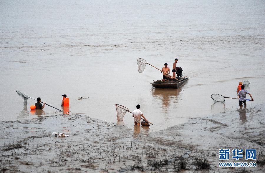 7月6日,在山西省平陸縣黃河河道內,人們在捕撈黃河“流魚”。