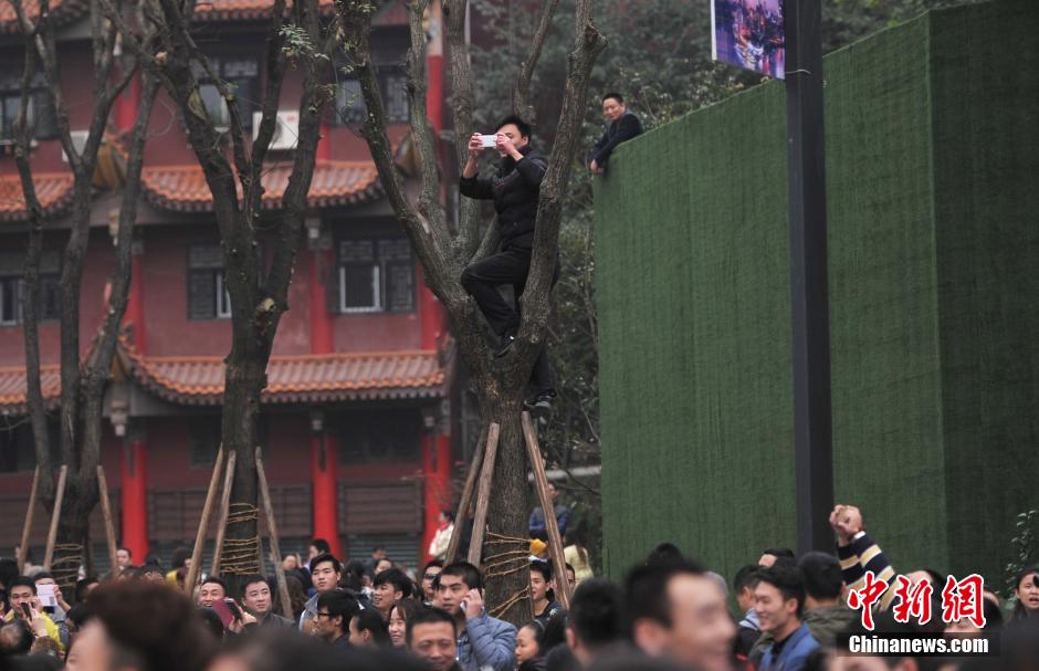 重慶一市民為占據(jù)有利位置，爬上銀杏樹觀看自己喜歡的明星。