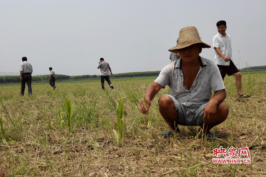 村民手捧殘留的玉米，欲哭無(wú)淚。