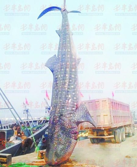9月8日，日照漁民捕獲的重達10余噸的鯨鯊。(照片來自大眾網(wǎng))
