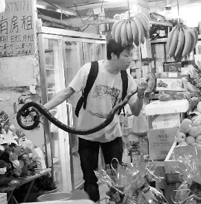 捕蛇專(zhuān)家張亮抓住眼鏡王蛇。信息時(shí)報(bào)記者 康健 翻拍