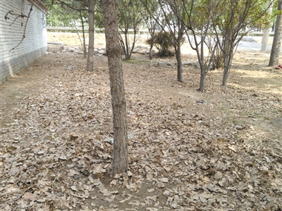 昨日，李偉被捆綁的松樹(shù)下地皮裸露。