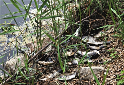 南沙河中漂浮著大量生活垃圾和腐爛水草等物，岸邊出現(xiàn)大量死魚(yú)。新京報(bào)記者郭鐵流攝