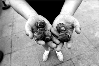 “大煙殼”輕易就可以買到。下圖：女?dāng)傊髂贸霾卦诩t色兜子里的“大煙殼”，向記者兜售。京華時(shí)報(bào)實(shí)習(xí)記者趙思衡攝