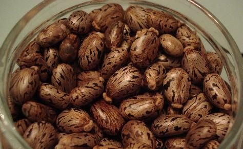 蓖麻子中含蓖麻毒蛋白及蓖麻堿，特別是前者，會(huì)引起中毒。網(wǎng)絡(luò)截圖