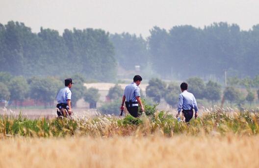 昨日上午，合肥長(zhǎng)豐縣雙墩鎮(zhèn)，民警分成小隊(duì)在案發(fā)村莊附近麥田搜捕嫌犯。記者劉玉才/攝