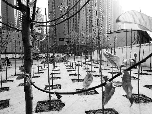 英協(xié)路沈莊北街路口空地上，城管雇人種的100多棵樹已經(jīng)長(zhǎng)出了嫩芽