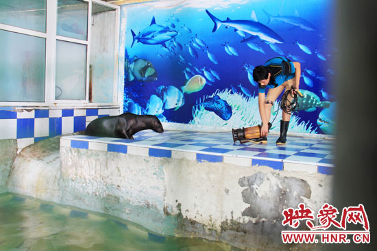 圖為飼養(yǎng)員和海獅。