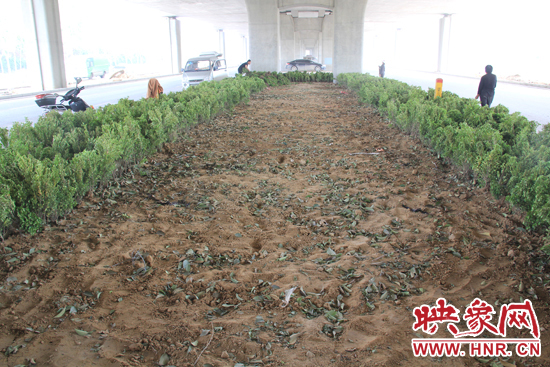 4月17日，當(dāng)記者經(jīng)過(guò)該路段時(shí)，發(fā)現(xiàn)那些“大葉女貞”并沒(méi)有繼續(xù)留在橋下生長(zhǎng)，而是被悄悄移走了。