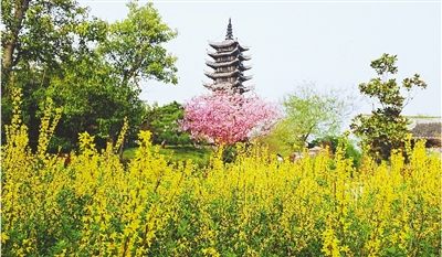 綠博園盛開的鮮花“期待”和市民“約會”。