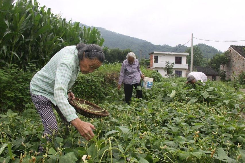空巢老人自組大家庭養(yǎng)老 空巢老人自組大家庭養(yǎng)老