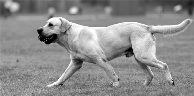 養(yǎng)犬限高35厘米一旦實(shí)施，拉布拉多、金毛等大型犬將被禁養(yǎng)。