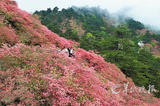 　　湖北麻城龜峰山10萬畝連片野生杜鵑。