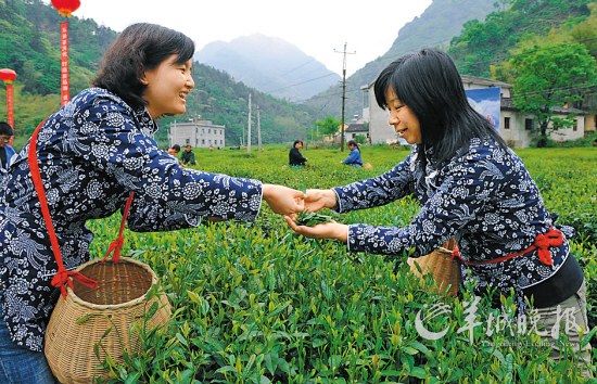 　　名茶六安瓜片原產(chǎn)地,游客身穿采茶女服裝在茶園體驗采摘新茶的樂趣。