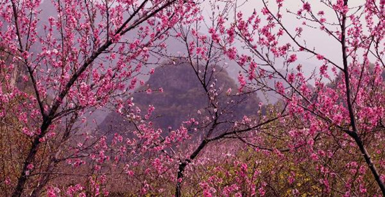 撿垃圾換玫瑰 女人節(jié) 愛(ài)在神農(nóng)山！