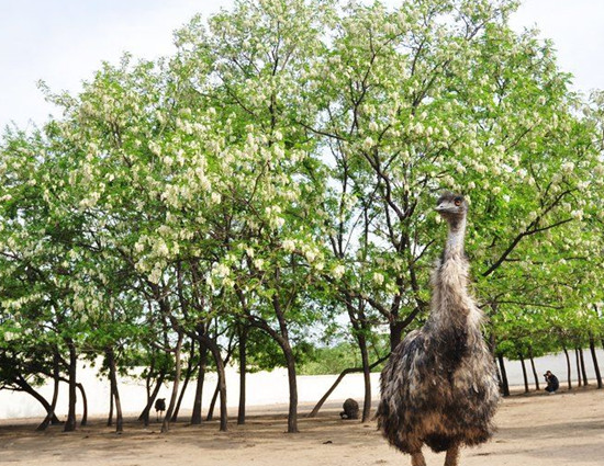 賞鄉(xiāng)村田園風光 品舌尖一抹槐花香 賞鄉(xiāng)村田園風光 品舌尖一抹槐花香