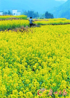 　　江嶺的油菜花已經(jīng)盛開。