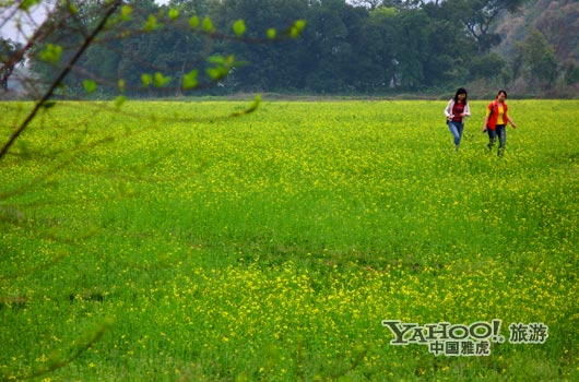 　　英德國家森林公園是廣東唯一的油菜花主題旅游景區(qū)。(圖片來源:CFP)