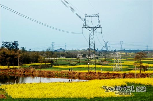　　三月是川西平原油菜花盛開的季節(jié)。(圖片來源:CFP)
