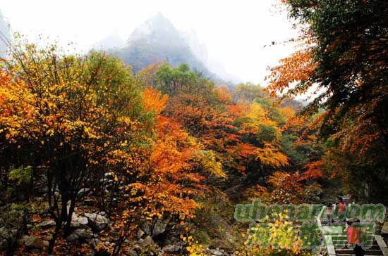 深秋去堯山賞紅葉、泡溫泉、拜大佛