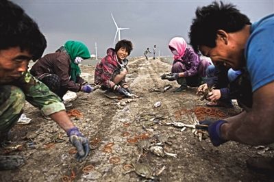 大雨將至，渤海邊的蟹池旁，蟹農(nóng)們不慌不忙地收綁梭子蟹。
