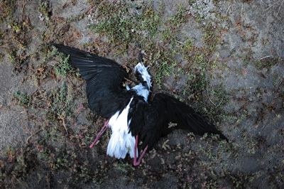 死去的鳥兒達到200多只，還有鳥兒在湖邊淤泥中掙扎著。
