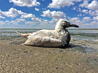 死去的鳥兒達到200多只，還有鳥兒在湖邊淤泥中掙扎著。