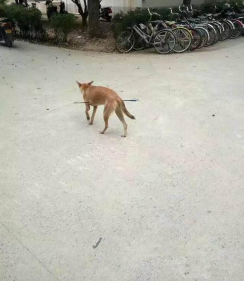 華科大校園內(nèi)，一條流浪狗腹部被箭射穿，地上留著斑斑血跡。