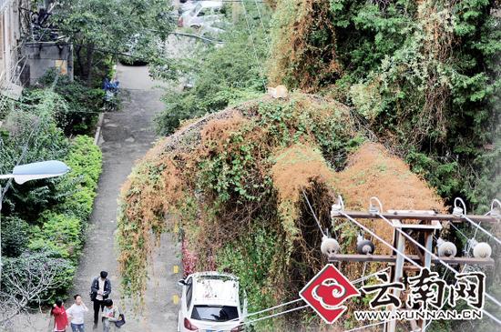 小貓蹲在一根纏滿了藤蔓的樹枝上。
