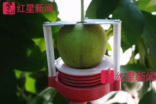 文玩核桃遇冷由幾萬一對(duì)降到5元沒人要？商戶否認(rèn)