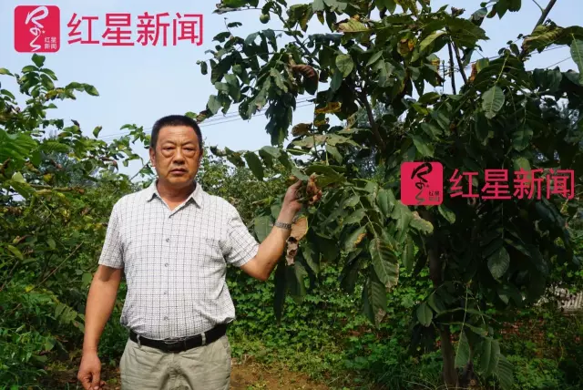 文玩核桃遇冷由幾萬一對(duì)降到5元沒人要？商戶否認(rèn)