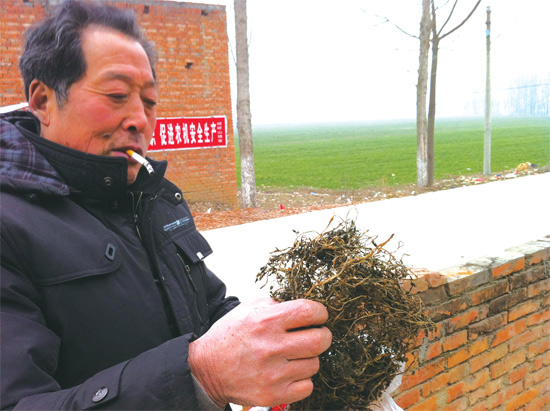 邢瑞亭向記者展示晾曬后的水芹菜，如今這種野菜也成為農(nóng)民餐桌上的香餑餑