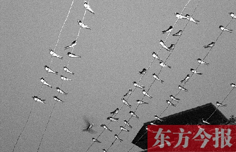 濟(jì)源市克井鎮(zhèn)苗莊村一戶農(nóng)家的晾衣繩上，上百只燕子來(lái)做客