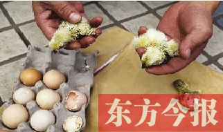 昨天上午，鄭州市紫東苑小區(qū)一住戶家的烏雞蛋竟然孵出了小雞