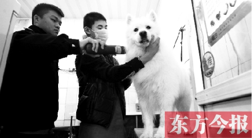 昨天，鄭州城管首次進(jìn)寵物店清查無證犬只