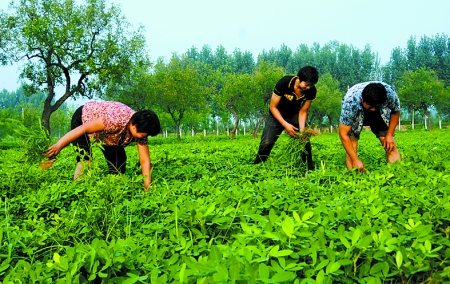 7月16日，內黃縣后河鎮(zhèn)余莊村村民在花生地里除草。